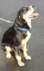 Hundejahr_2018